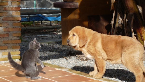 CLOE DE LOS CUATRO ELEMENTOS 
Cloe con Cuki nuestro gatito. 
Keywords: CLOE DE LOS CUATRO ELEMENTOS