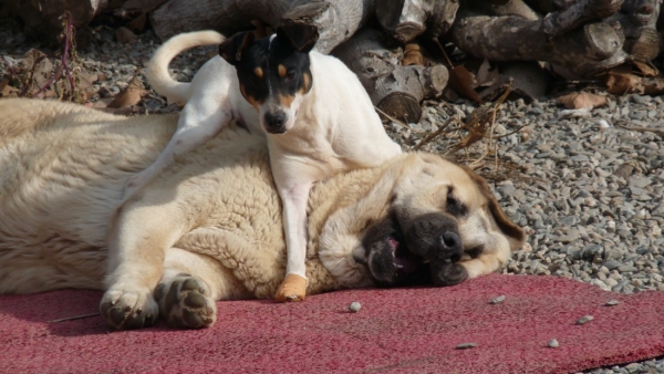 LINDA (Nube) con Mancha nuestro bodeguero andaluz
Keywords: Linda