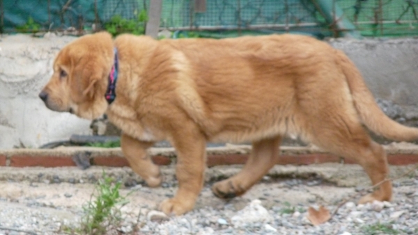 CLOE DE LOS CUATRO ELEMENTOS 
Our new puppy Cloe, who is a very very special little girl in our family. 

Keywords: CLOE DE LOS CUATRO ELEMENTOS