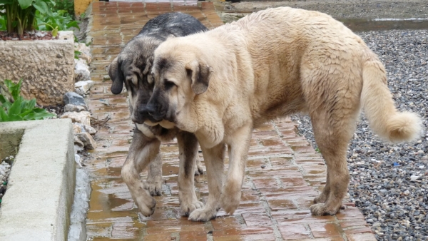 Playing in the rain, jugando en la lluvia
Milo ( Onega de Campollano) and Nube ( Linda) playing in the rain, Milo is now 2 yrs old and Nube is 15 months old. 
Milo tiene dos años y Nube tiene 15 meses ahora, en Febrero 2010. 

Keywords: Onega de Campollano y Linda