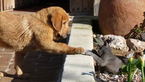  CHOCA.. GIVE ME FIVE!
Cloe de los 4 elementos y Cuki nuestro gatito, Cloe and Cuki our kitten. 
Keywords: pet CLOE DE LOS CUATRO ELEMENTOS