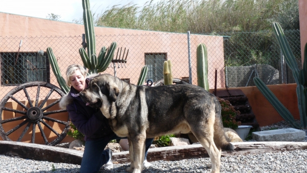 ONEGA DE CAMPOLLANO  (Ch. Sanson x Telma de Campollano) 
Showing the evolution of Milo( Onega de Campollano)  growing , now 2 yrs old and starting to fill out, his facial wrinkles are more pronounced , we are so happy with our beautiful stud with the displasia result of B. We are also very proud to see his older brother has won spanish champ also, big congrats to the Muxa breeders, owners of Bardo de la Salombra. 
Enseñando el evolucion de Milo ( Onega de Campollano)  creciendo, ahora con dos años y empezando de anchar en su cuerpo y su arruga facial mas pronunciao ahora. Estamos muy contentos con nuestro semental con su resultado de displasia sospecha B. 
Estamos muy ogulloso que su hermano mayor ha ganado campeon de España, un gran enhorabuena a su dueños del criadero de la Muxa, los dueños de Bardo de la Salombra. 
Keywords: Onega de Campollano