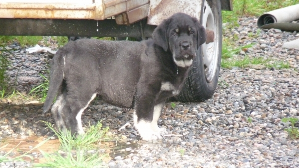 "Cotufa de Danca Cotufa" ( Onega de Campollano x Wapa de Danca Cotufa) 
Nuestro nueva cachorra , our new female pup. 
Natalie la ha puesto Ebonia para su nombre en casa, Natalie has named her Ebonia. 
Keywords: Cotufa de Danca Cotufa