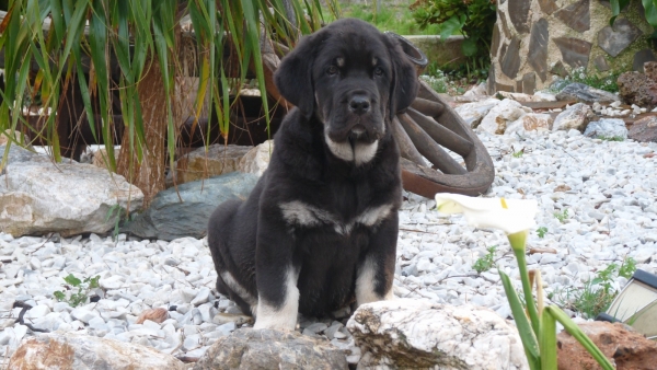 COTUFA DE DANCA COTUFA ( ONEGA DE CAMPOLLANO X WAPA DE DANCA COTUFA) 
NUESTRA NUEVA CACHORRA PRECIOSA , OUR BEAUTIFUL NEW FEMALE PUP. 

Keywords: Cotufa de Danca Cotufa