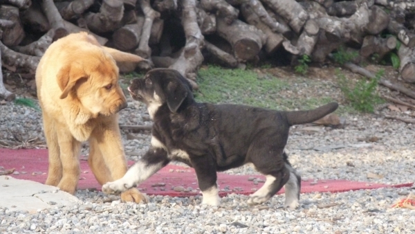 CLOE DE LOS CUATRO ELEMENTOS y COTUFA  DANCA COTUFA
jugando, playing 
Keywords: CLOE DE LOS CUATRO ELEMENTOS y COTUFA DE DANCA COTUFA