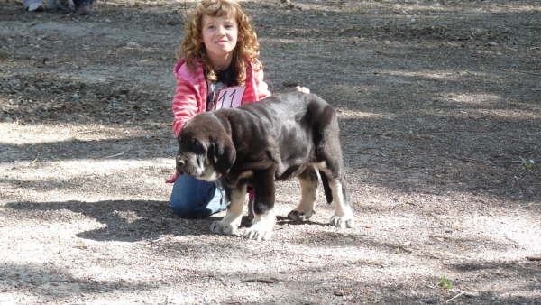 COTUFA DE DANCA COTUFA  RIP. 
Cotufa Danca Cotufa  and Natalie on her first and last  show where she won best very small puppy. 
Unfortunately our little baby passed away on Monday morning from having a dilatation of the stomach. 
Please don't ask me more its been a very hard week for us all and very emotional. With having such a good day at the show then this happens.
 We love her and will miss her very much. Natalie is heart broken. 
 

Keywords: memoria