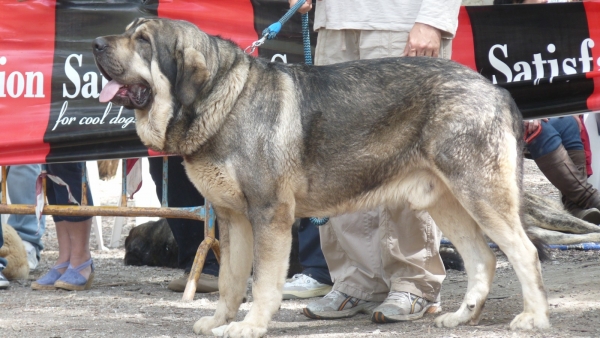 ONEGA DE CAMPOLLANO  MEJOR MACHO ABIERTO, MEJOR MACHO VELEZ BENAUDALLA GRANADA MONOGRAFICA AEPME
HIJO DE CH. SANSON X TELMA DE CAMPOLLANO. 
BEST OPEN MALE CLASS, BEST MALE. 
Keywords: Onega de Campollano