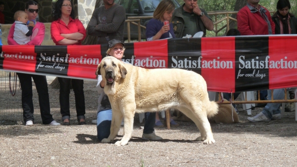 Linda 1 joven hembra, mejor joven, BIS mejor ejemplar de la exposicion Velez Benaudalla Granada. 
Linda 1st place in young females, 1st of young class and 1st best dog out of the show. 
We are very proud! Estamos muy orgullosos de ella. 
 Parents / Padres : Cain de Campollano x Joya de Tornado Erben 

Keywords: Linda