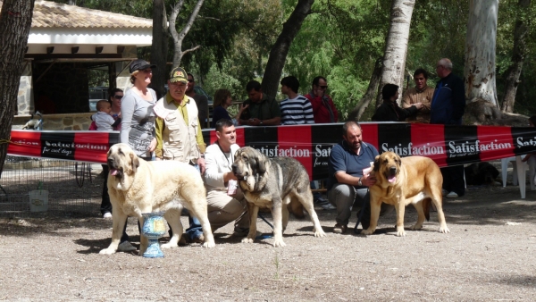 Mejor de la Raza LINDA BIS Velez Benaudalla Granada monografica AEPME. 
LINDA MEJOR DE LA RAZA BIS,MEJOR JOVEN HEMBRA Y MEJOR JOVEN( BEST DOG OF SHOW, BEST FEMALE YOUNG CLASS, AND BEST YOUNG MALE/FEMALE, conmigo-with me!
ONEGA DE CAMPOLLANO MEJOR MACHO ABIERTO , MEJOR MACHO.(BEST MALE OPEN CLASS , BEST MALE) con Jose mi marido/ my husband
OLIVA DANCA COTUFA MEJOR HEMBRA ABIERTA. ( BEST FEMALE OPEN CLASS)  con nuestro amigo Manuel Romero/ our good friend. 
And of course the judge Isidro from Autocan. Y el juez Isidro de Autocan. 

Keywords: LINDA ------  ONEGA DE CAMPOLLANO