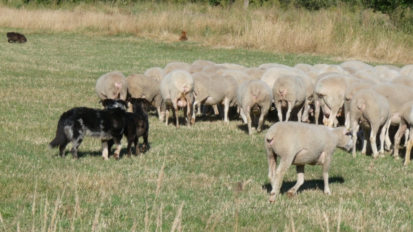 Careas llevando el rabaño... Careas working ... 
To show the dogs that work alongside the mastines, these are Careas Leoneses, they are a type of sheepdog I would say, very clever. Their job is to move the sheep where the pastor wants them to go. 
