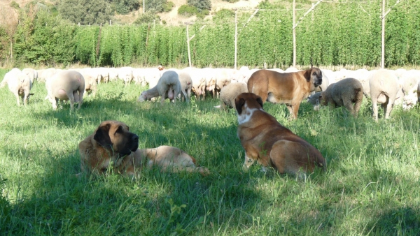 Mastines working in Leon. 
We went to Asturias to compete and stayed in a casa rural in Leon, and very close there was a pastor with about 1000 sheep, three mastines and another Leones dog called a Carea he had three of those too, its  a type of spanish sheepdog originating from Leon. The mastines lay around the flock of sheep , either on the outskirts or smack bang in the middle of them all. The Careas are the ones who move the herd from one place to another with the pastors orders, and the mastins just lay around watching and guarding. It was interesting to see, and also to talk to the pastor about his experiences with his dogs. He told us a few storys and also mentioned that they put the pups with the mother to mind the flock at a very early age, 2 months old. They learn from watching their mothers what they have to do. Natalie went into the middle of the flock and one of the female mastinas started to growl and bark at her, she was doing a very good job of guarding her flock. Natalie didn't get frightened at all as she is used to our dogs, but it was funny to see how protective the female was with an intruder. 
He said the Careas need hours of training a few times during the week to become good herd dogs. And also mentioned the tracking instinct of the mastin, mentioning how mastines had been loaned to other pastors, had gotten lost and found their way home, some nearly 100 km away. 
