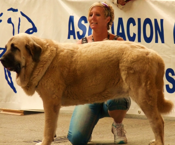 Linda competiendo en la monografica AEPME en Pola de Siero ( Asturias) 2010. La perra mas viajero;) !Granada costa hasta Asturias!
Que palizon viajando...  pero me reze la pena en ir, 70 mastines, unos perrazos preciosos, ver amigos y conocer mas gente, un dia estupendo. 

Keywords: Linda