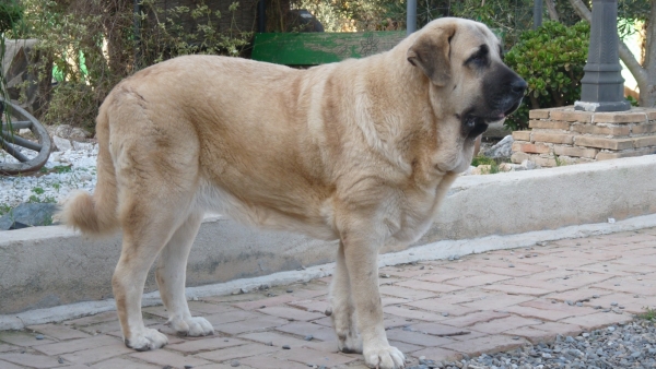 Linda  (Cain de Campollano x Joya Tornado Erben)
(Nube) 
Keywords: Linda/ Nube/Mastalaya