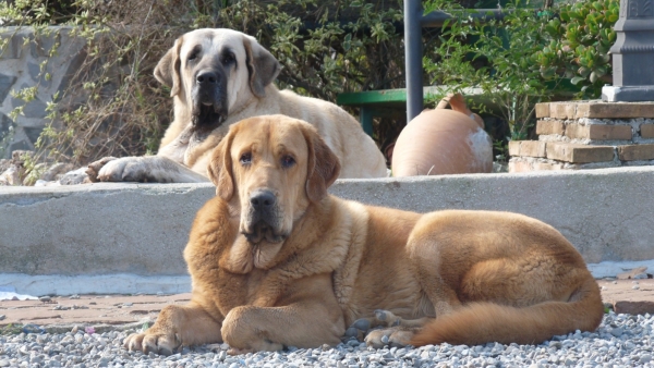 Linda y Cloe de los Cuatro Elementos 
Keywords: Cloe los 4 elementos y Linda ( Nube) /Mastalaya