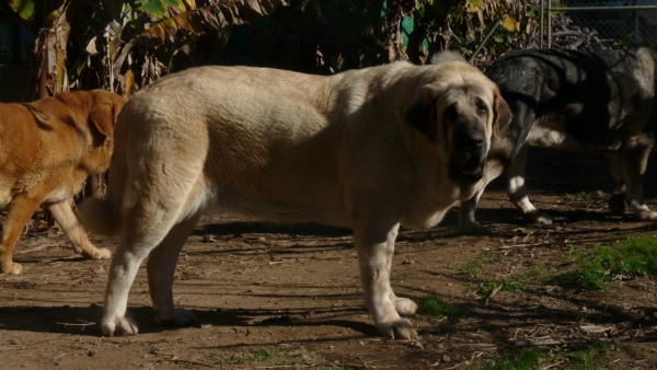 Linda ( Nube)  ( Cain de Campollano x Joya Tornado Erben) 
Keywords: Linda/ Nube/Mastalaya