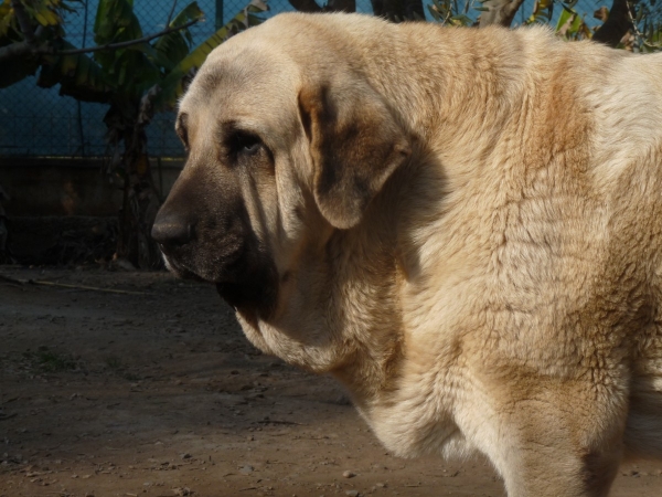 Linda ( Nube)  ( Cain de Campollano x Joya Tornado Erben)
Each day she seems to have more and  more skin! 
!!cada dia parece que tiene mas y mas  pieles!!!

26 months /meses
Nøkkelord: Linda/ Nube/Mastalaya