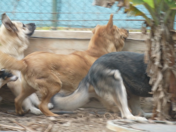 nuestros mastines guardando la finca- our dogs guarding the land
Nube,( Linda)  Cloe los 4 elementos  y Milo ( Onega de Campollano)
oh... I can't forget Mancha our little boy ratonero bodeguero Andaluz! 
y no puedo olvidar nuestro machote  ratonero bodeguero Andaluz-  "Mancha"  
Keywords: Cloe los 4 elementos y Linda ( Nube) / Onega de Campollano /Milo/Mastalaya