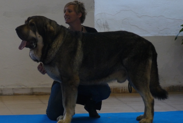 Onega de Campollano, Granada Internacional, 1exc Macho Abierto, CAC mejor de raza ;CACIB. 
Keywords: Milo / Onega de Campollano