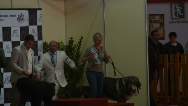 Onega de Campollano Granada Internacional/ 3º Razas Españolas 3rd place in Spanish breeds. 
This photo was taken from quite a distance, I couldn't get Milo up on the stand, and this was taken before I put him in position for the photographers! So until the mag comes out this is the only photo I have! 
Trefwoorden: Onega de Campollano /Milo