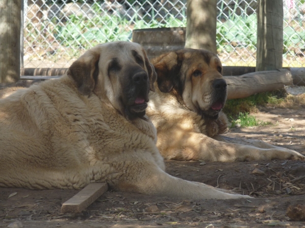 Linda ( Nube ) y Wapa Danca Cotufa. 
Nube es la jefa en las hembras , y mi duda era si ella va aceptar Wapa- pero no hay problemas si llevan estupendamente! 
Wapa ha encajado muy bien aqui , como uno mas en la manada. 
Nube is the boss in the females, I was worried if she wouldn't accept Wapa, but there are no problems, they get on great, Wapa has fit in perfectly like one of gang!
Keywords: Mastalaya