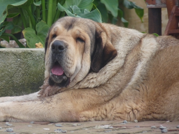 Wapa Danca Cotufa ( Herodes Danca Cotufa x Oliva Danca Cotufa) 
Wapa es el nuevo miembro en nuestra familia, ha encajado fenomenal y esta muy feliz con nuestros perros y con nosotros.
Wapa is a new member in our family, she has fit in great, and is very happy with our dogs and with us all. 
Keywords: Wapa Danca Cotufa/Mastalaya