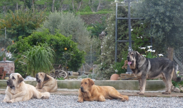 Nuestro familia, Onega de Campollano ( Milo) Cloe de Cuatro Elementos, Linda (Nube) y Wapa Danca Cotufa 
Keywords: Mastalaya