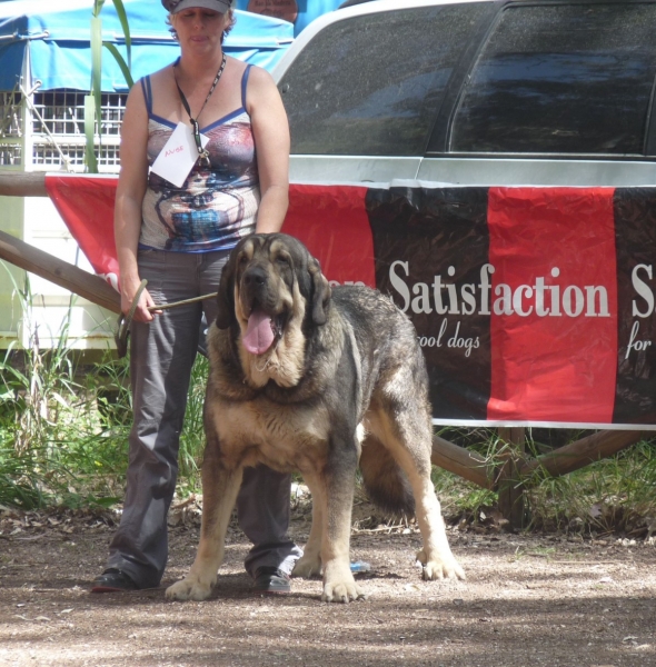 Onega de Campollano  1ºexc macho abierto, 1st exc open class males.  Velez Benaudalla Granada AEPME 
Velez Benaudalla 3º Monografico AEPME 2011
Onega de Campollano  1ºexc macho abierto, 1st exc open class males.
Keywords: Onega de Campollano/ Milo/ Mastalaya