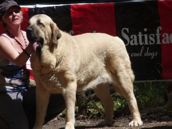 Linda ( our Nube)  3º Excelente hembras abiertas, 3rd open class females  Velez Benaudalla AEPME Granada 2011
Keywords: 2011 mastalaya