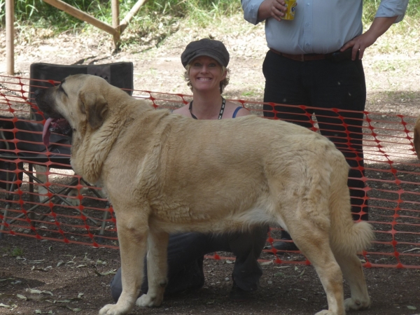 Linda ( our Nube)  3º Excelente hembras abiertas, 3rd open class females  Velez Benaudalla AEPME Granada 
Keywords: linda/Nube/Mastalaya