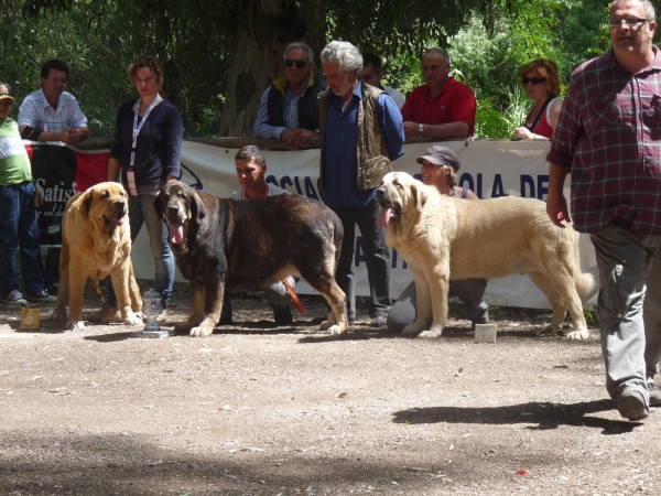 Linda ( our Nube)  3º Excelente hembras abiertas, 3rd open class females  Velez Benaudalla AEPME Granada 
Keywords: linda/Nube/Mastalaya