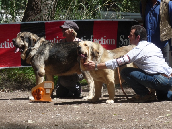 Onega de Campollano  Mejor macho absoluto , best male of show, (3ª Monografico  Velez Benaudalla Granada AEPME  2011)
Keywords: Onega de Campollano/ Milo/ Mastalaya