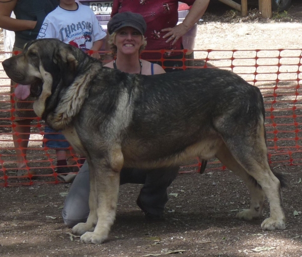 Onega de Campollano  1ºexc macho abierto, Mejor macho absoluto , 1st exc open class males/best male of show,. ( 3 monografico Velez Benaudalla Granada AEPME 
Keywords: Onega de Campollano/ Milo/ Mastalaya