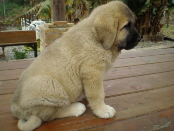 LINDA ( nuestra Nube) 
..esto es nuestra cachorra cuando tenia dos meses. 
...when she was two months old. 
Keywords: Linda / Mastalaya