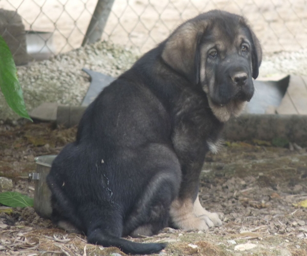 Fauno ( Onega de Campollano x Bachata de la Gorgoracha) 
