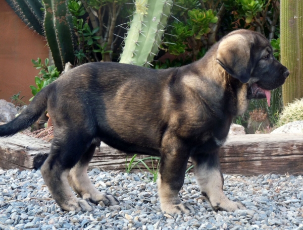 Fauno ( Onega de Campollano x Bachata de la Gorgoracha) 
Presentamos a Fauno hijo de nuestro semental Onega de Campollano x Bachata de la Gorgoracha. 
Keywords: Fauno/ Onega de Campollano/ Bachata de la Gorgoracha/Mastalaya.