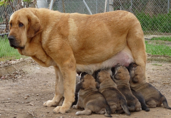 Cloe de Cuatro elementos  de nuestra camada con Ch. Onega de Campollano. 
First time she has been a mum, and is doing a wonderful job, she is a very calm and gentle mother. We are very happy with the litter and plan to keep two puppies. 
Keywords: Mastalaya