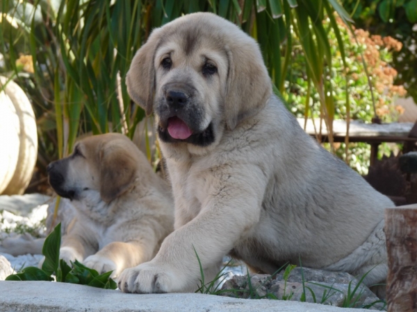 Bono de Mastalaya ( Ch. Onega de Campollano x Cloe de 4 Elementos. 
Keywords: Mastalaya (/Ch. Onega de Campollano / Cloe de 4 Elementos.