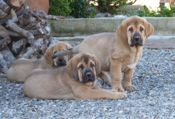 Algunos de nuestros cachorros en el jardin. (Hijos de Ch. Onega de Campollano x Cloe de 4 Elementos) 
Buda, Balu y Balia de Mastalaya, 

Keywords: Mastalaya/ Ch. Onega de Campollano / Cloe de 4 Elementos