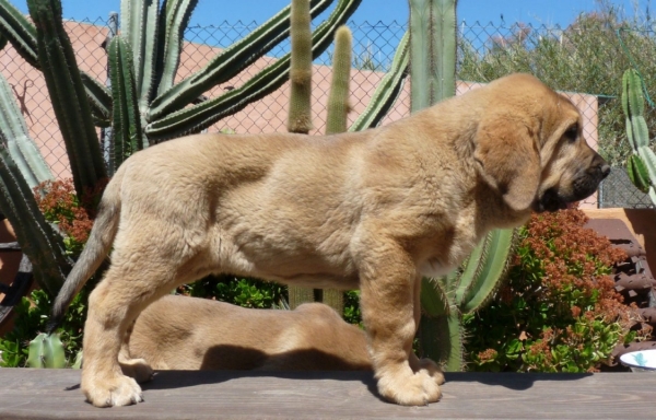 Buda de Mastalaya 2meses una semana. ( Ch. Onega de Campollano x Cloe de 4 Elementos) 
Keywords: Mastalaya /Ch. Onega de Campollano / Cloe de Cuatro Elementos