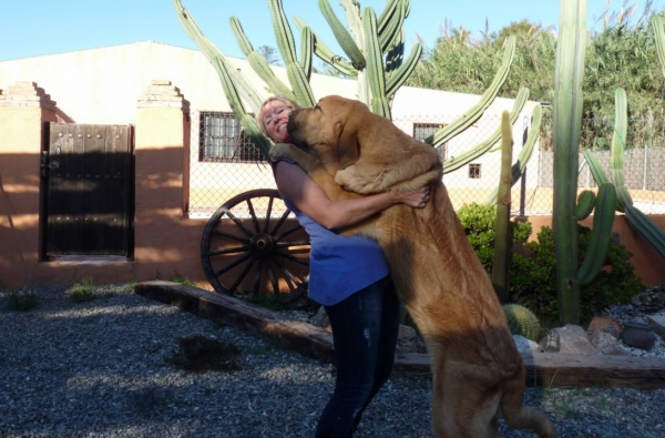 BUDA DE MASTALAYA
DANDO UN BESITO, ES SUPER CARIÑOSO, ME QUIERE MUCHO!!
FALTA UNA SEMANA PARA QUE TENGA 8 MESES. 
GIVING ME A KISS, HE IS VERY LOVING, AND LOVES ME LOTS!!
ONE MORE WEEK AND HE WILL BE 8 MONTHS OLD

Keywords: BUDA DE MASTALAYA,( CH. ONEGA DE CAMPOLLANO X CLOE DE CUATRO ELEMENTOS)