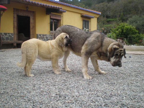 Milo y Nube 
Milo y Nube, (Nube 4 meses/months.)( Milo 13 meses/months) 
Keywords: mastalaya