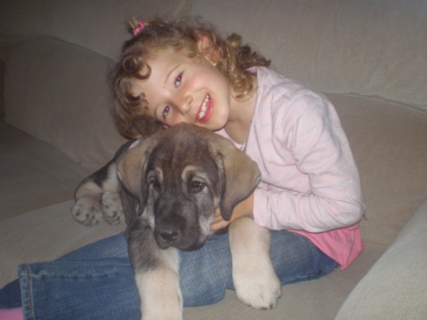 ONEGA DE CAMPOLLANO Y NATALIE 
Natalie y nuestro Milo, (Onega de Campollano) el dia que llego a casa. 
Natalie and our Milo (Onega de Campollano) the day he arrived to our house. 

(Ch. Sanson y Telma de Campollano)
Keywords: mastalaya nega de Campollano