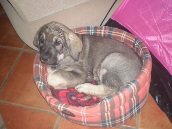 ONEGA DE CAMPOLLANO
cuando era un bebe, nuestro MILO, el dia que llego a casa, !le encanto la cesta del gato!
when he was a baby, our MILO, the day he arrived to our house... he loved the cats basket!!

(Ch. Sanson y Telma de Campollano)
Keywords: mastalaya Onega de Campollano