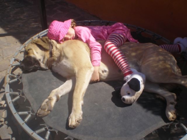 Canela y Natalie tomando la siesta .. Natalie and Canela having a nap!
This photo was taken in Feb 2008, Natalie and Canela fast asleep together. 
La foto sacado en Feb 2008 , Natalie y Canela dormiendo juntos. 
me encanta esta foto, I love this photo! 

(Ch. Sanson y Telma de Campollano)
Keywords: Mastalaya - Nuestro Canela