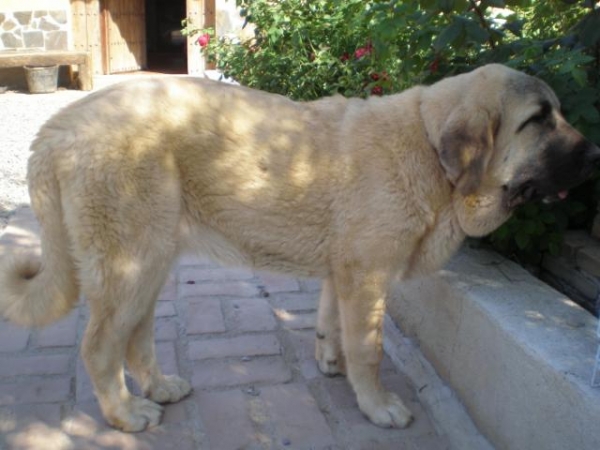 Nube 6 meses 
Nuestro preciosa.. Nube con 6 meses en el jardin. 
Our gorgeous Nube , 6 months old in the garden.
Keywords: mastalaya