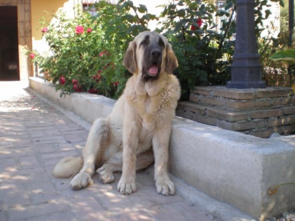 Nube 6 meses 
Nuestra preciosa Nube en el jardin, our gorgeous Nube in the garden
Keywords: mastalaya