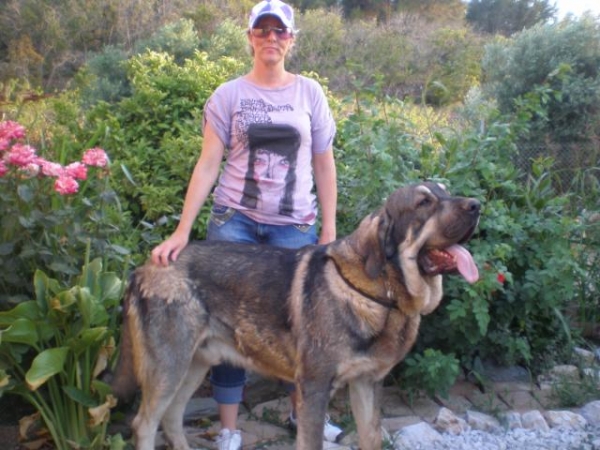 MILO ( ONEGA DE CAMPOLLANO)
Milo en el jardin conmigo,  in the garden with me15 meses/months.

(Ch. Sanson y Telma de Campollano)
Keywords: mastalaya