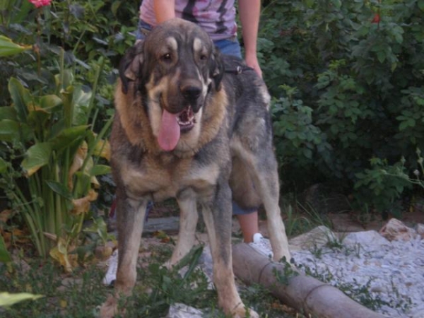 MILO ( ONEGA DE CAMPOLLANO)
MILO 15 MESES EN EL JARDIN. 15 MONTHS OLD. 

(Ch. Sanson y Telma de Campollano)
Keywords: mastalaya