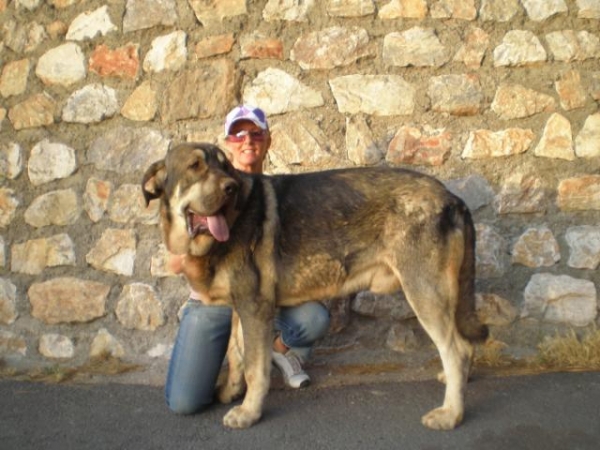 MILO ( ONEGA DE CAMPOLLANO) - 15 meses/months
(Ch. Sanson y Telma de Campollano)
Keywords: mastalaya