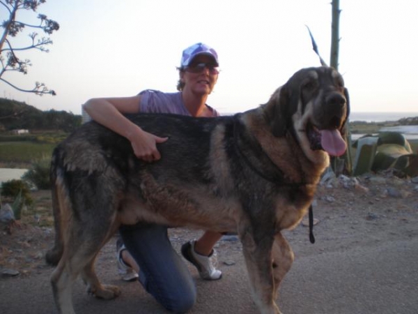 MILO ( ONEGA DE CAMPOLLANO)
Milo y yo de paseo, me and Milo having a walk. 

(Ch. Sanson y Telma de Campollano)
Keywords: mastalaya